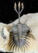 Superbly Prepared Walliserops Trilobite With Diademaproetus #47356-1